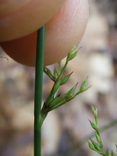 Juncus tenuis / Giunco americano